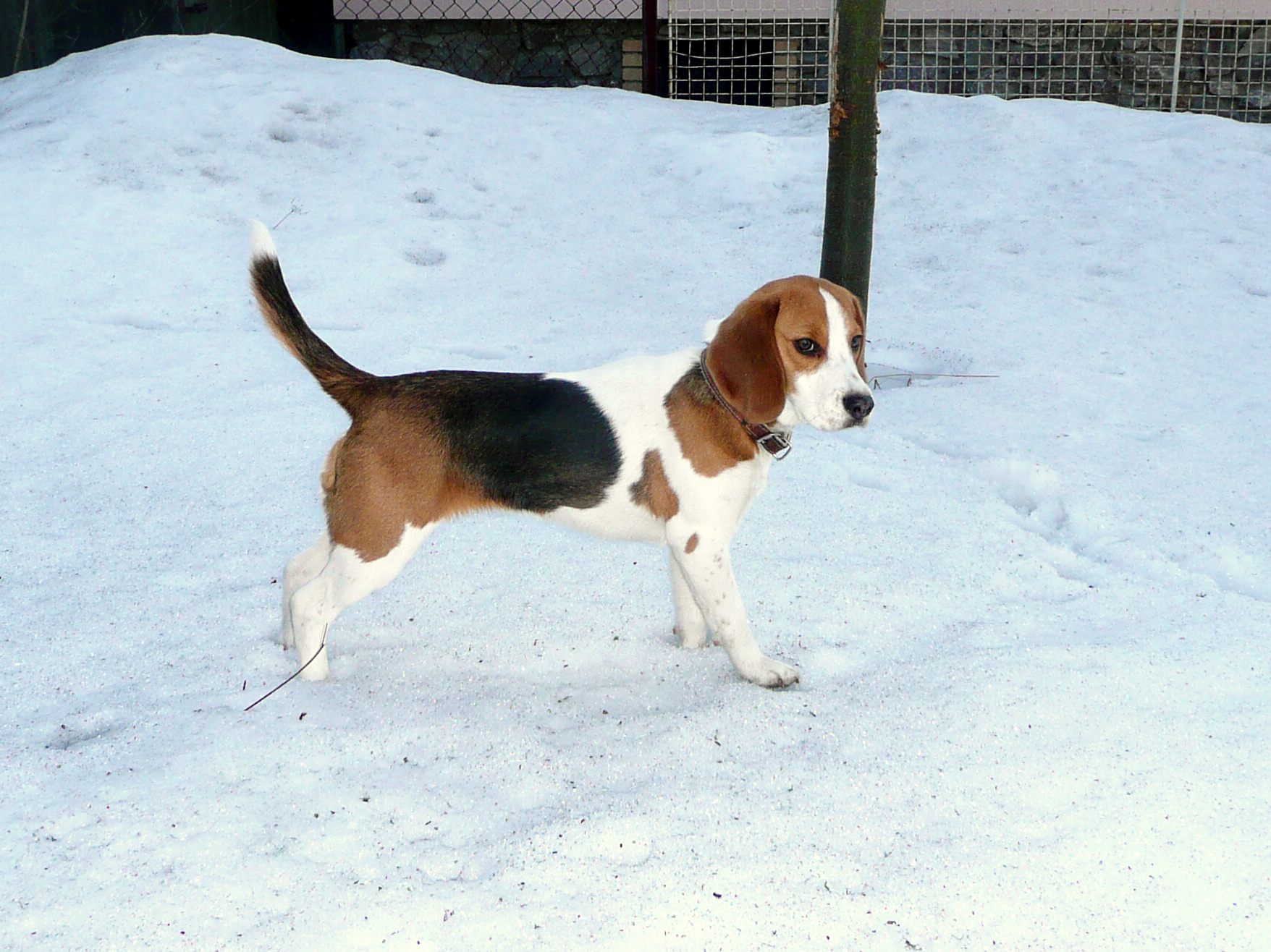 únor II 2010 043.jpg